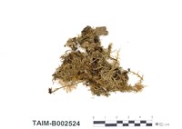 藏品(圓葉刺枝苔)的圖片